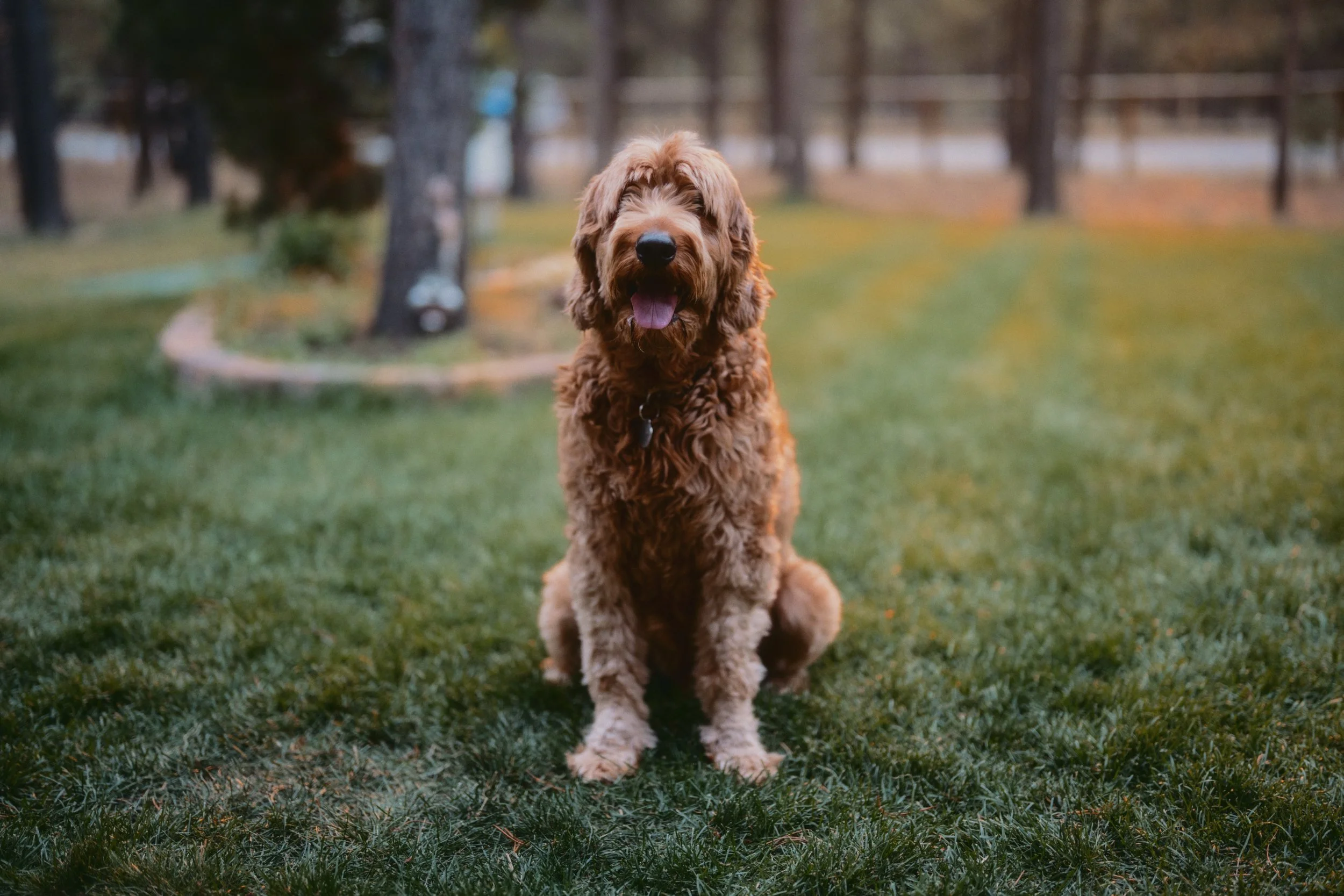 Pet portrait photographed by Blade and Light Media.